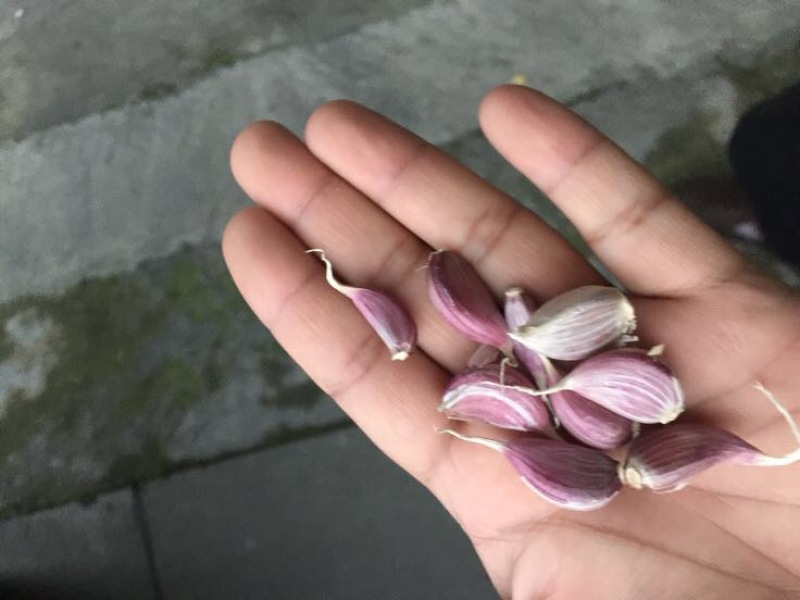 【精品】二水早四川高产蒜苗种二季早中晚熟蒜寒蒜