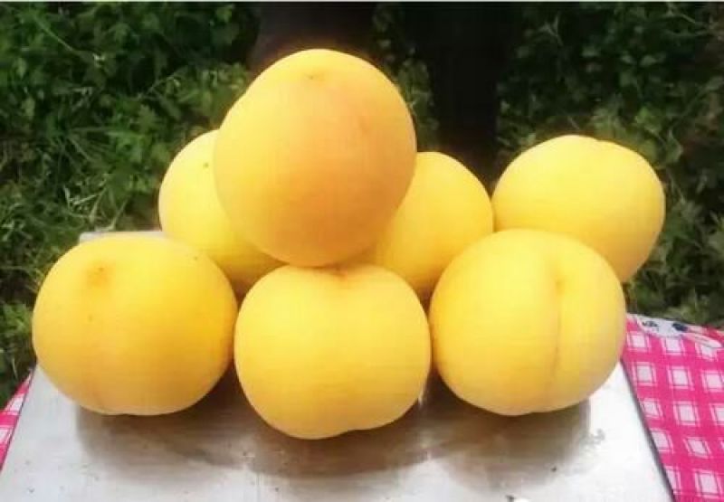 黄金蜜桃树苗都是自家苗圃嫁接好的桃树苗。无中介。