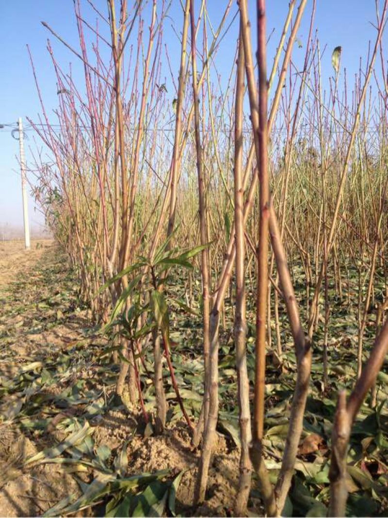 黄金蜜桃树苗都是自家苗圃嫁接好的桃树苗。无中介。