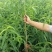 黄金蜜桃树苗都是自家苗圃嫁接好的桃树苗。无中介。