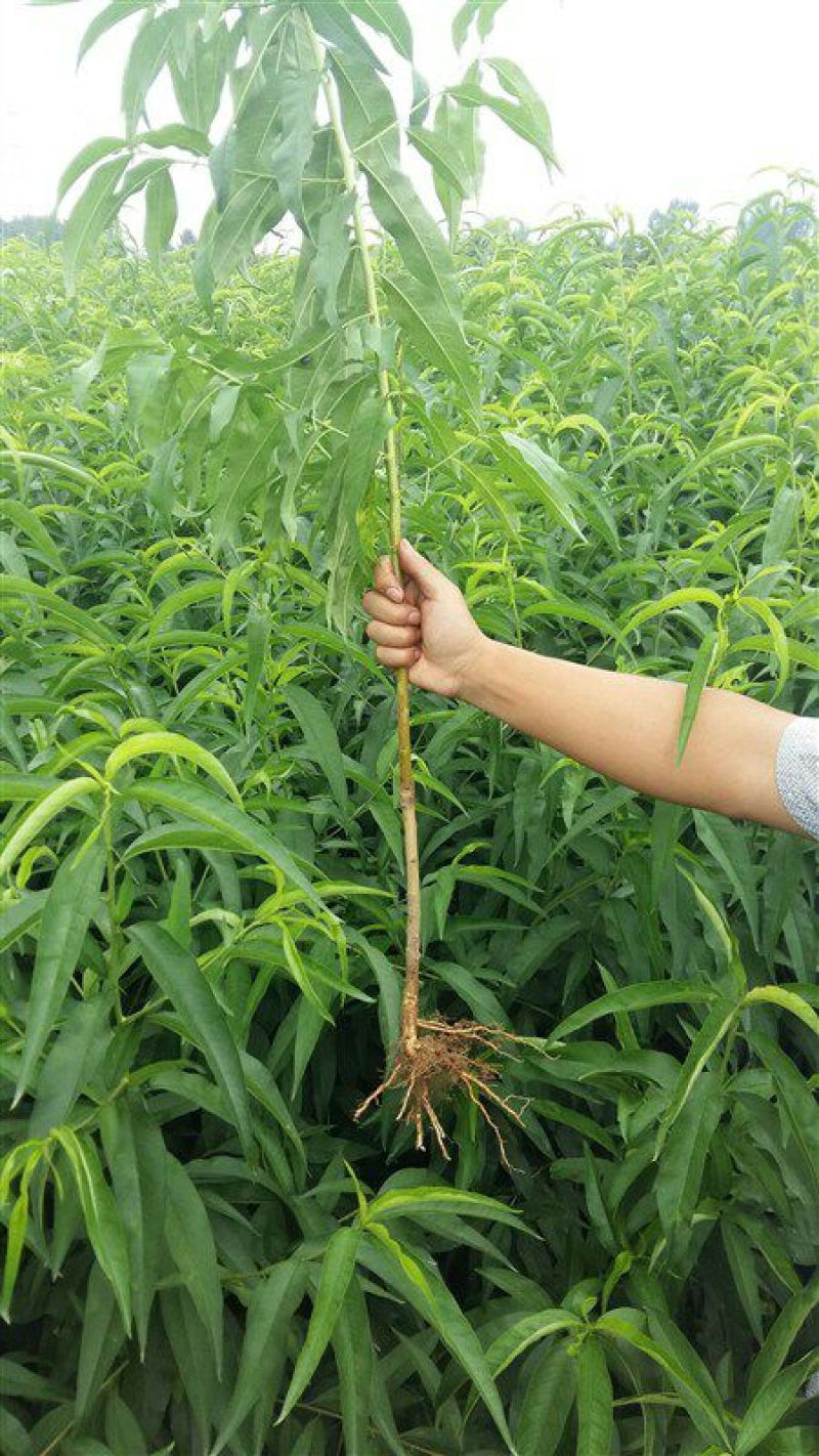 黄金蜜桃树苗都是自家苗圃嫁接好的桃树苗。无中介。
