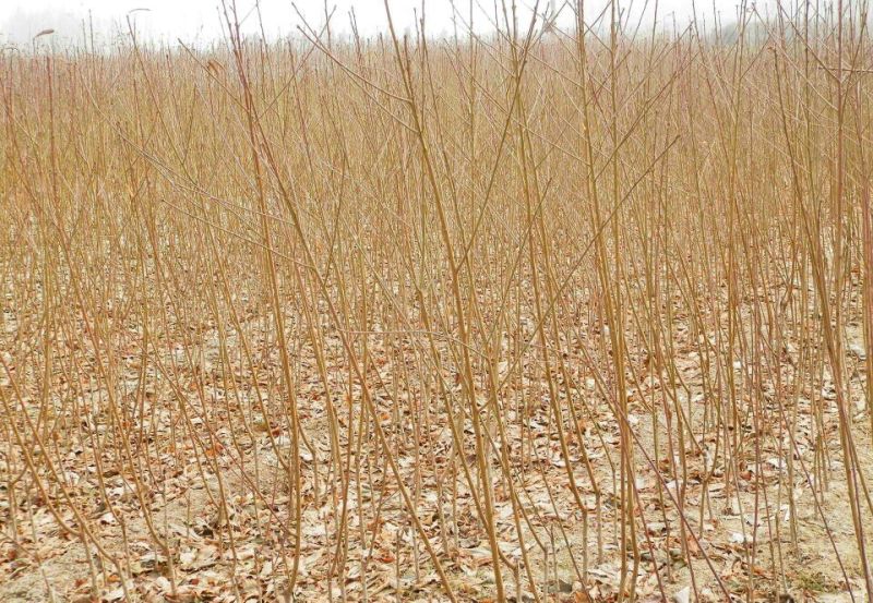 黄金蜜桃树苗都是自家苗圃嫁接好的桃树苗。无中介。