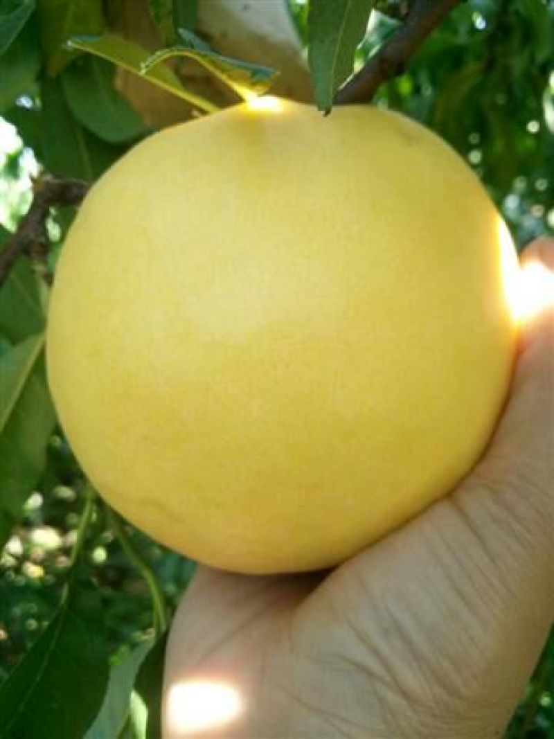 黄金蜜桃树苗都是自家苗圃嫁接好的桃树苗。无中介。