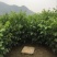 辽核1号核桃苗100~150cm二年苗