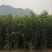 辽核1号核桃苗100~150cm二年苗