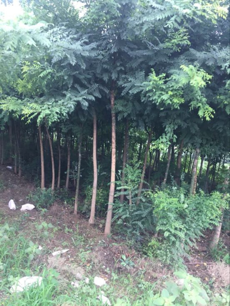 辽核1号核桃苗100~150cm二年苗