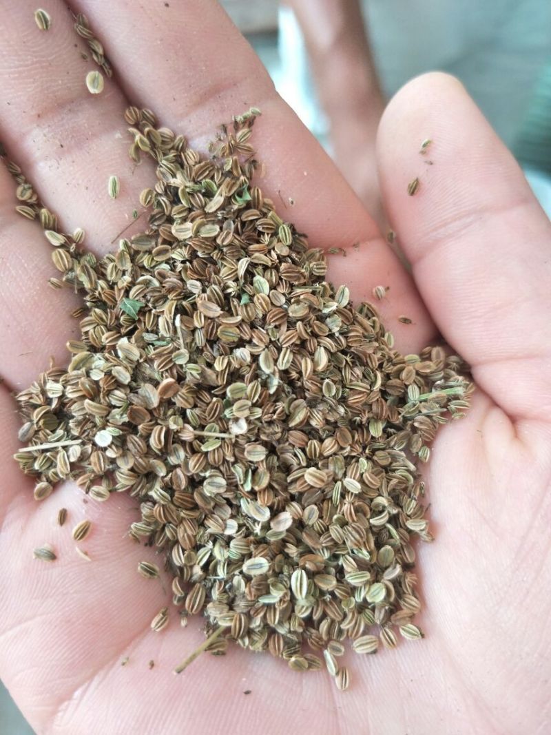蛇床子原型态