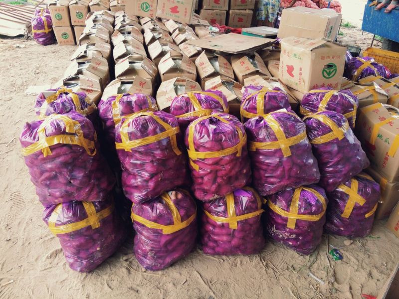 龙薯9号3两以上水洗商品薯黄心常年代收，保质保量