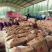 龙薯9号3两以上水洗商品薯黄心常年代收，保质保量