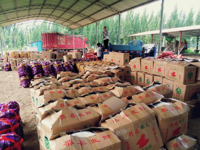 龙薯9号3两以上水洗商品薯黄心常年代收，保质保量