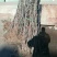 冬枣树苗80~110cm