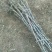 冬枣树苗80~110cm