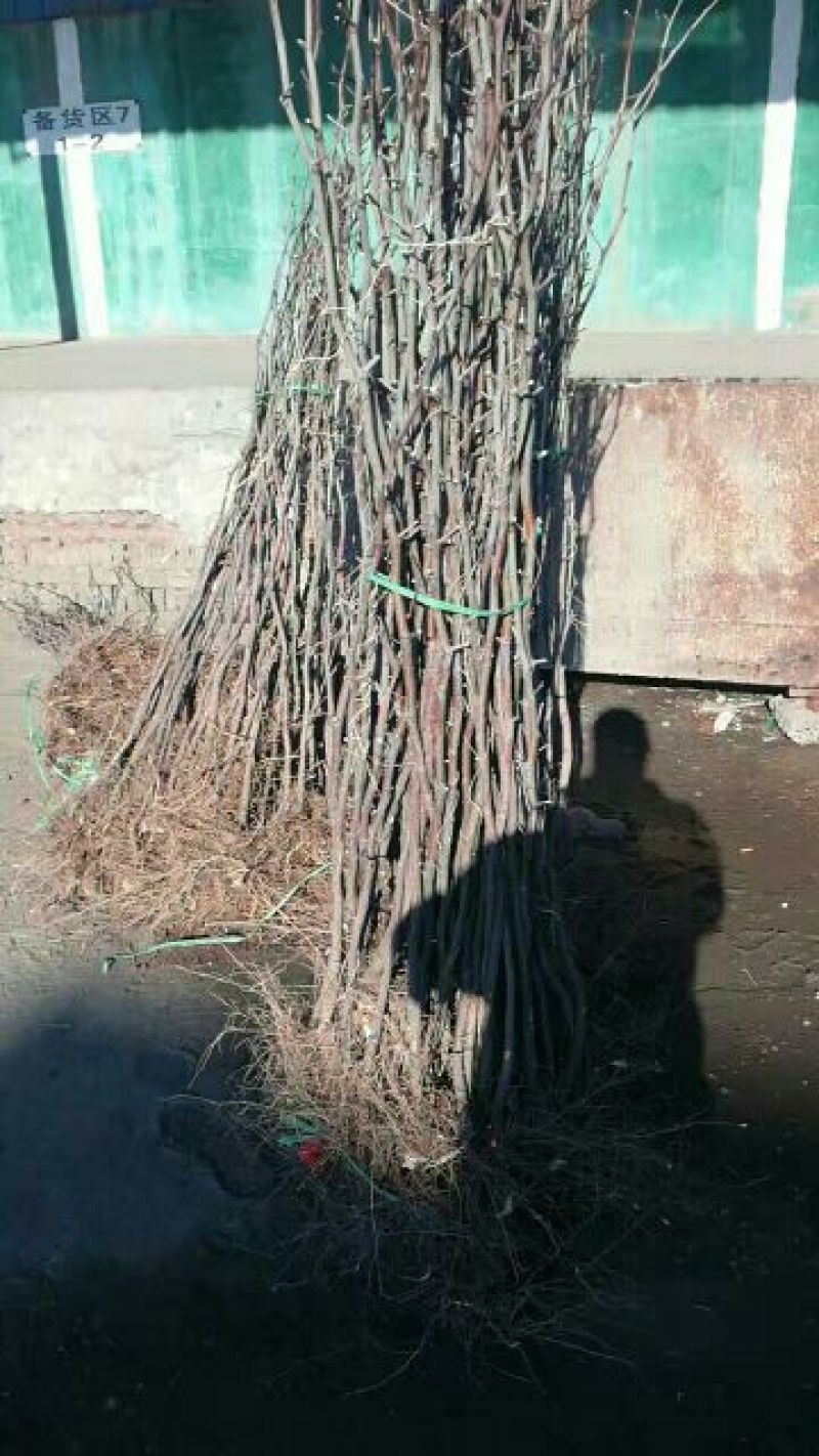 冬枣树苗80~110cm