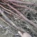 冬枣树苗80~110cm