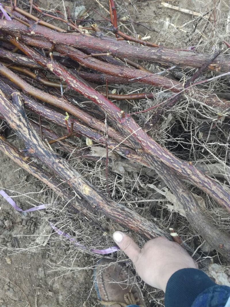 冬枣树苗80~110cm