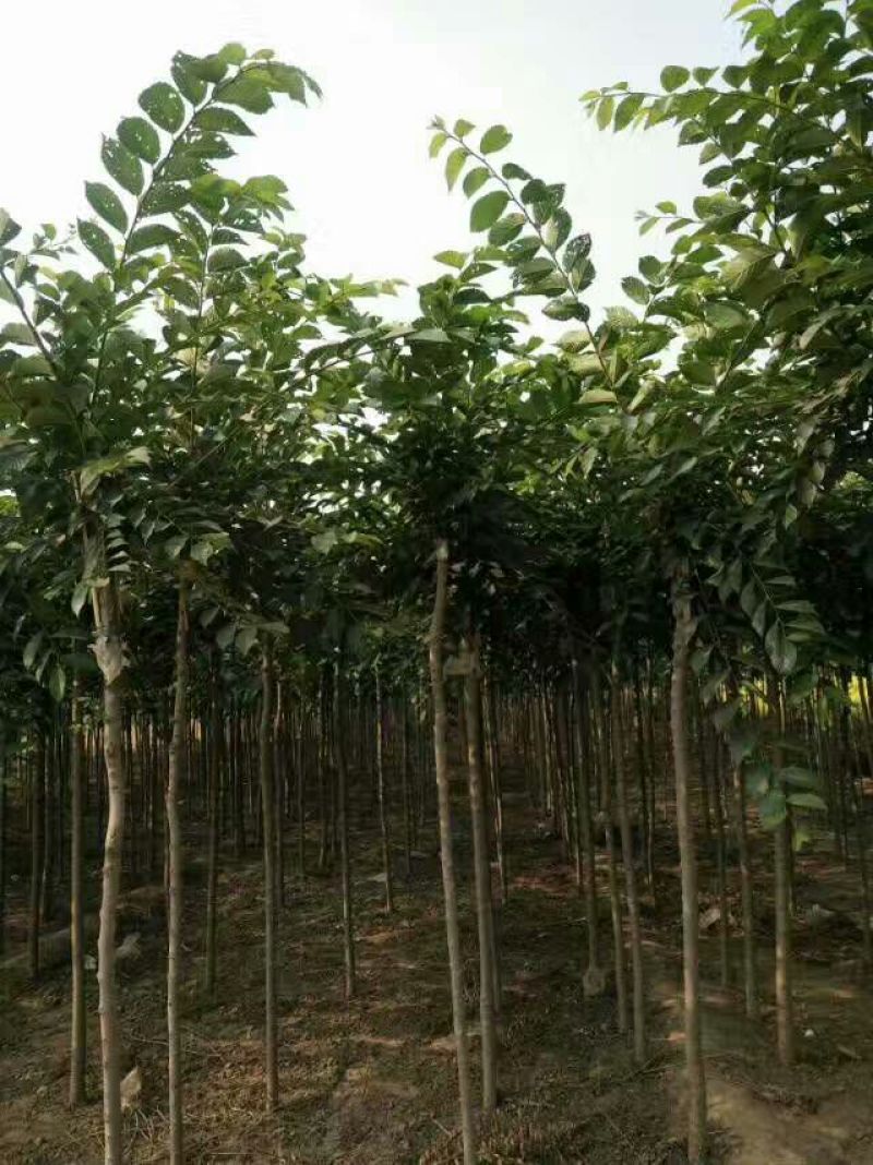 榆树8~10cm6~8cm2.5~3m