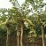 榆树8~10cm6~8cm2.5~3m