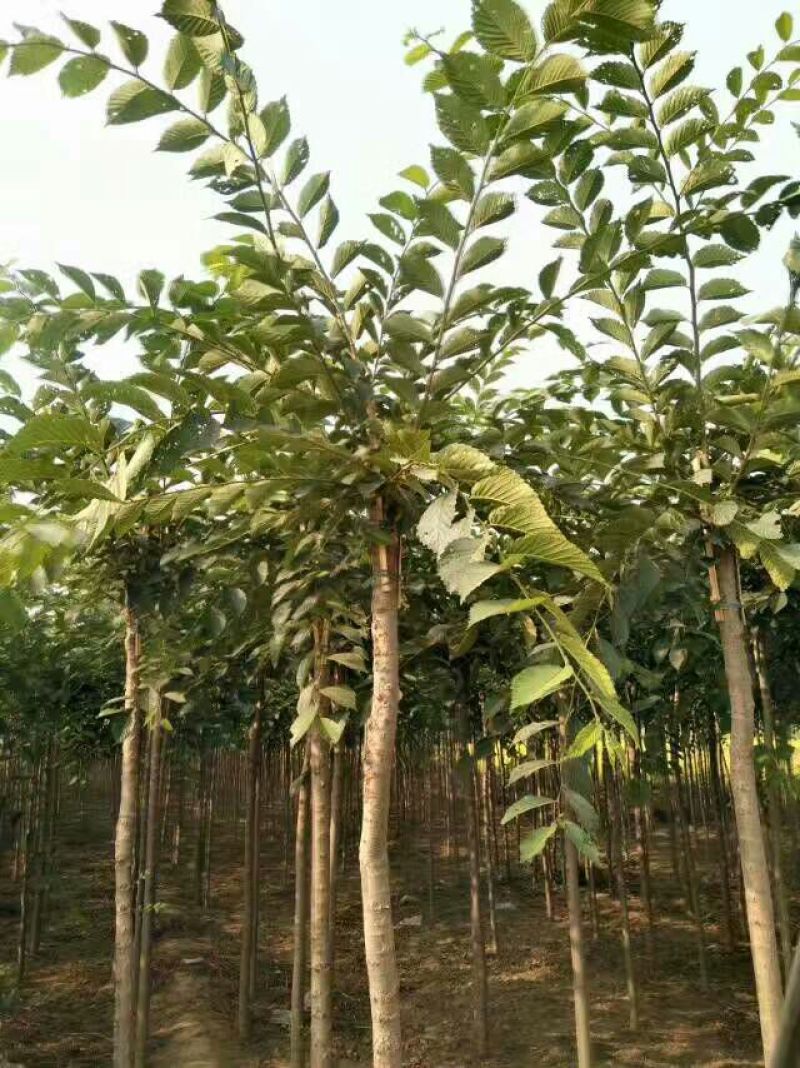 榆树8~10cm6~8cm2.5~3m
