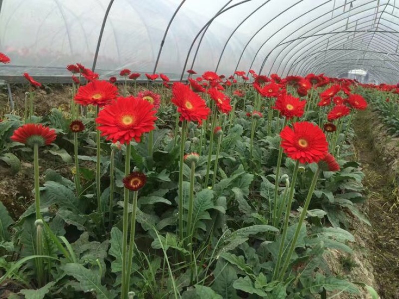 基地直供非洲菊种苗非洲菊花苗扶郎苗鲜切花种苗