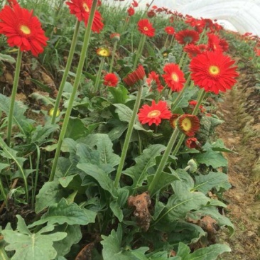 基地直供非洲菊种苗非洲菊花苗扶郎苗鲜切花种苗
