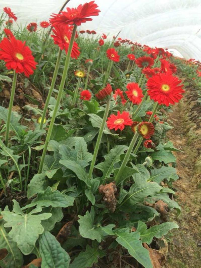 基地直供非洲菊种苗非洲菊花苗扶郎苗鲜切花种苗