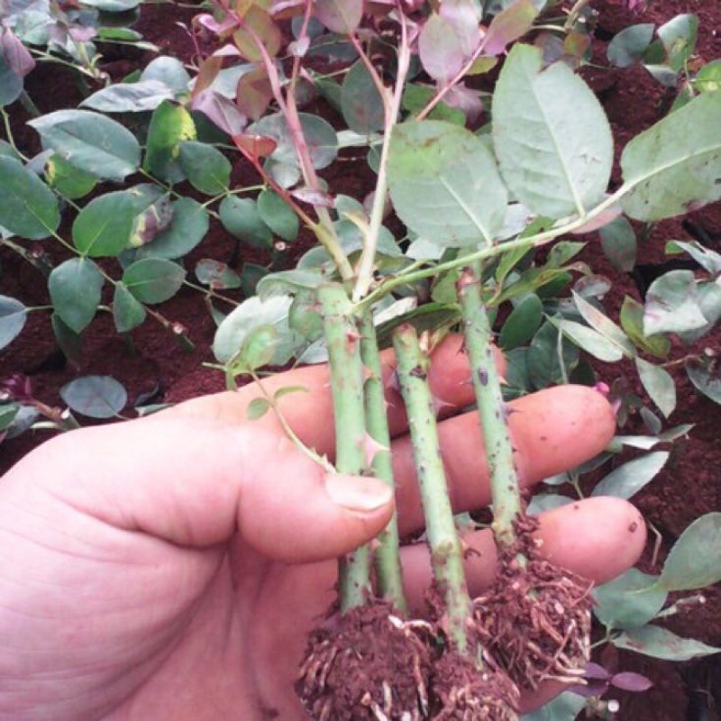 玫瑰苗10~20cm