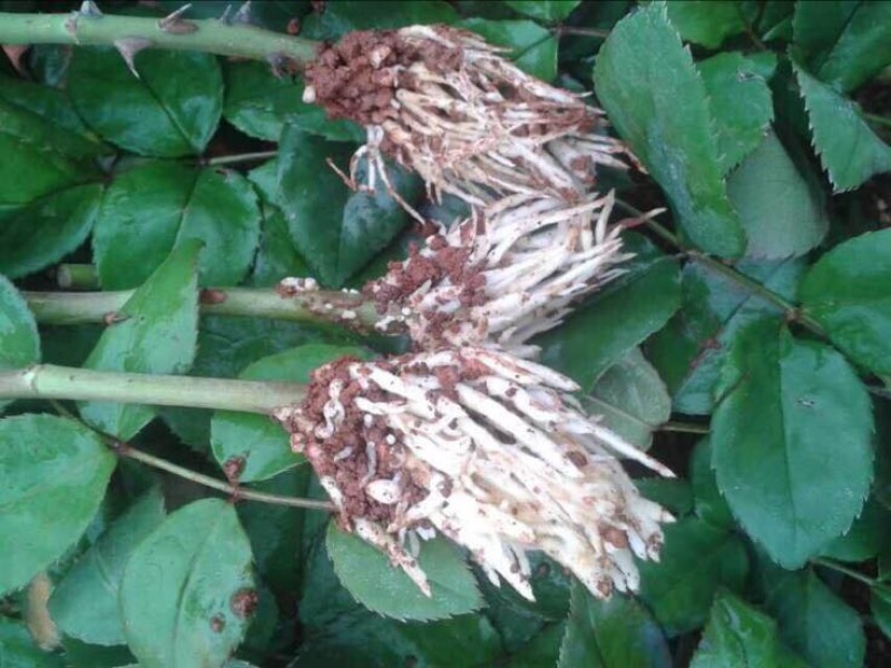 玫瑰苗10~20cm