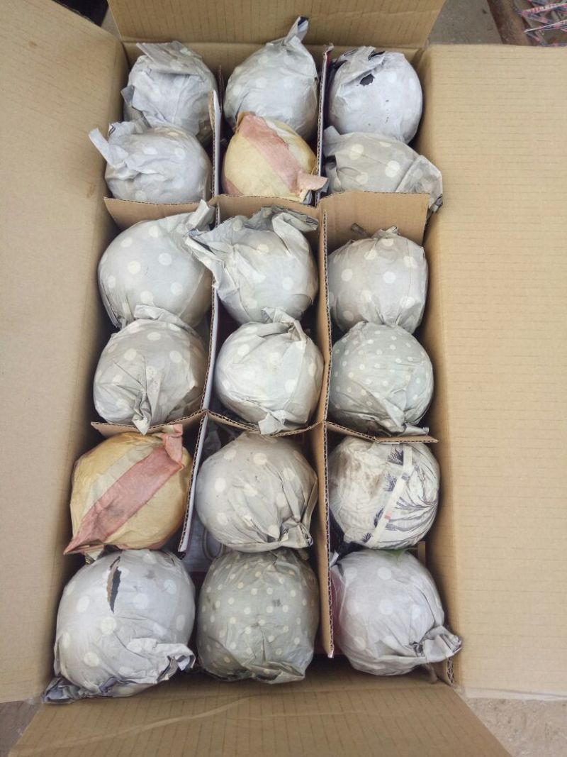 冠县丰水梨纸袋300~350g支持一件代发