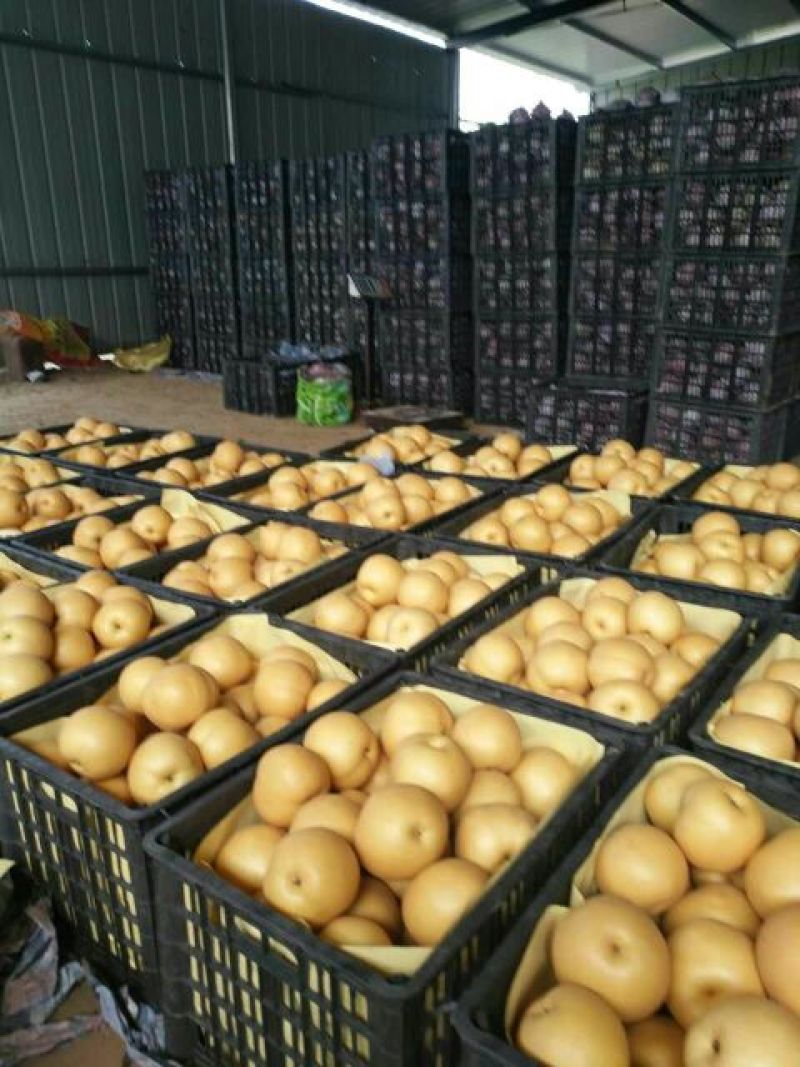 冠县丰水梨纸袋300~350g支持一件代发