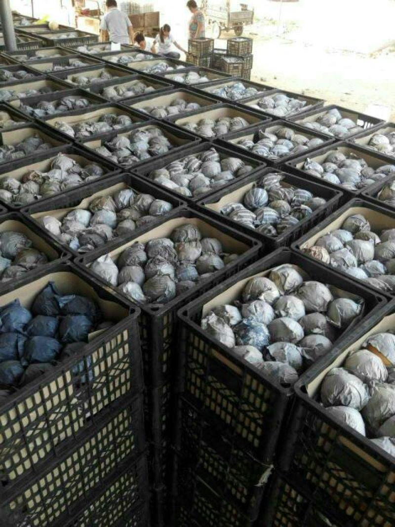 冠县丰水梨纸袋300~350g支持一件代发