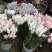 云南昆明斗南鲜花基地直供红玫瑰10朵红玫瑰鲜花速递