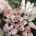 云南昆明斗南鲜花基地直供红玫瑰10朵红玫瑰鲜花速递
