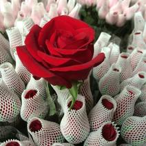云南昆明斗南鲜花基地直供红玫瑰10朵红玫瑰鲜花速递
