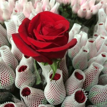 云南昆明斗南鲜花基地直供红玫瑰10朵红玫瑰鲜花速递