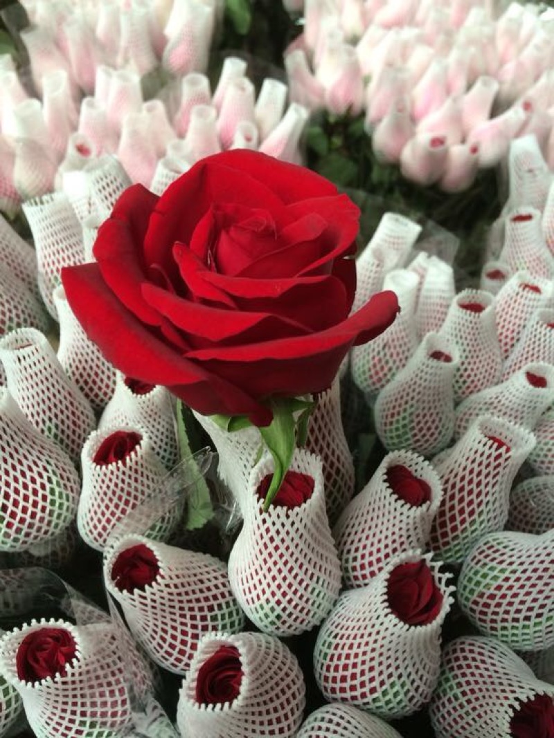 云南昆明斗南鲜花基地直供红玫瑰10朵红玫瑰鲜花速递