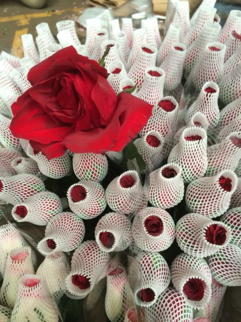 云南昆明斗南鲜花基地直供红玫瑰10朵红玫瑰鲜花速递