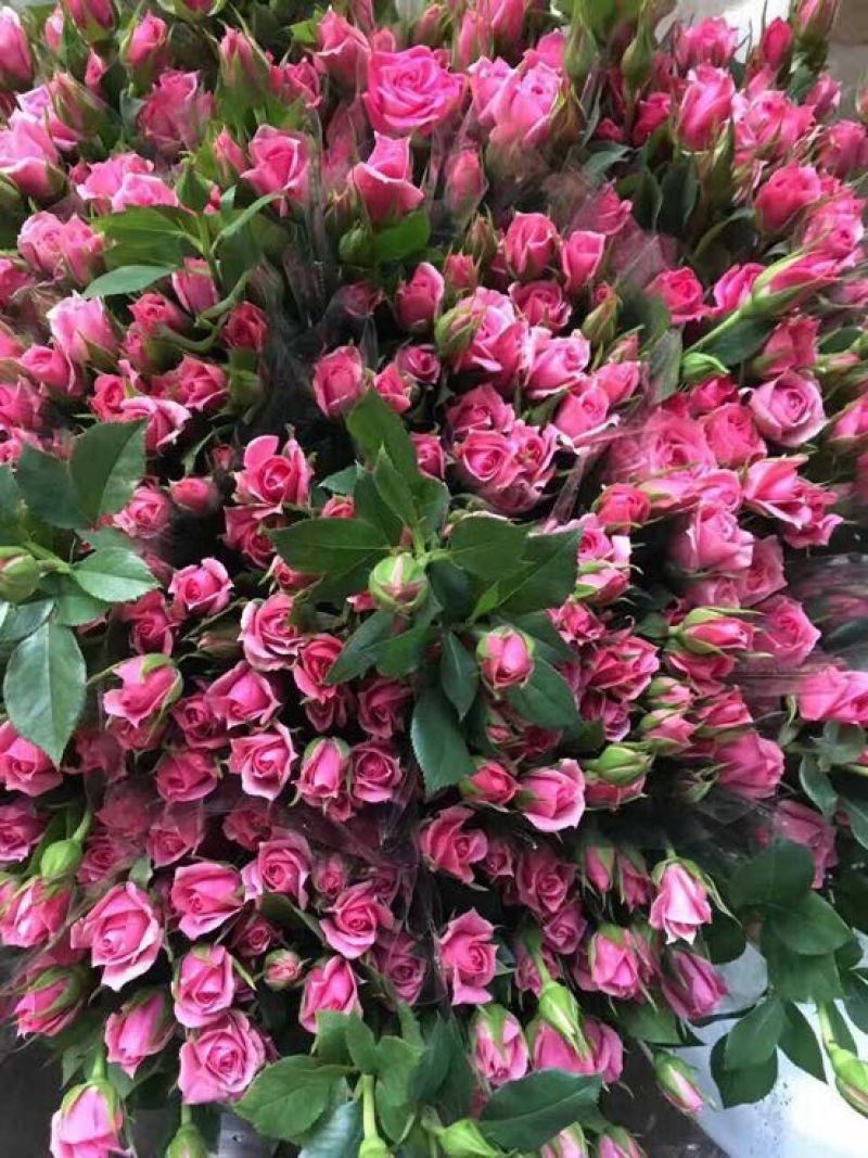 云南昆明斗南鲜花基地直供红玫瑰10朵红玫瑰鲜花速递