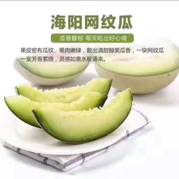 网纹瓜5斤以上椭圆形