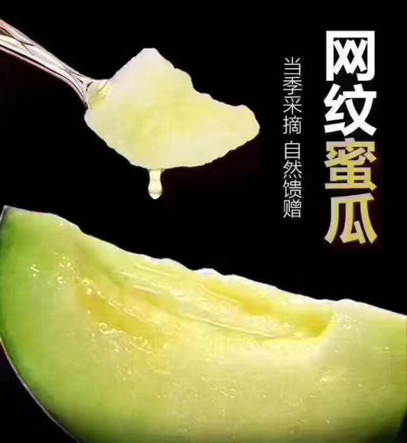 网纹瓜5斤以上椭圆形