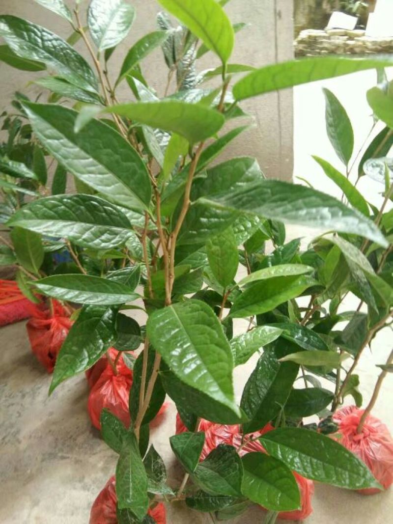金花茶叶一级
