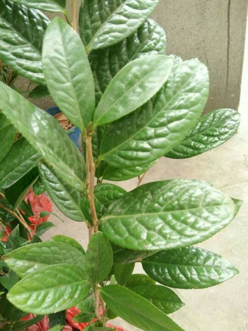 金花茶叶一级