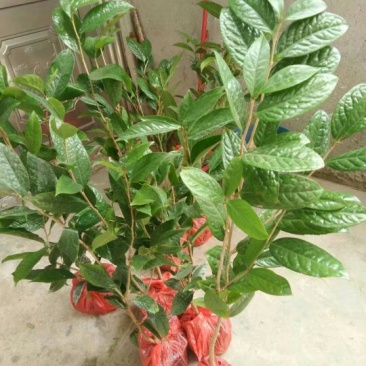 金花茶叶一级