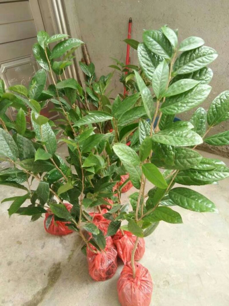 金花茶叶一级