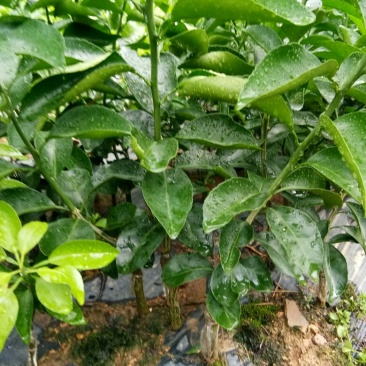 沙糖桔苗30~50cm