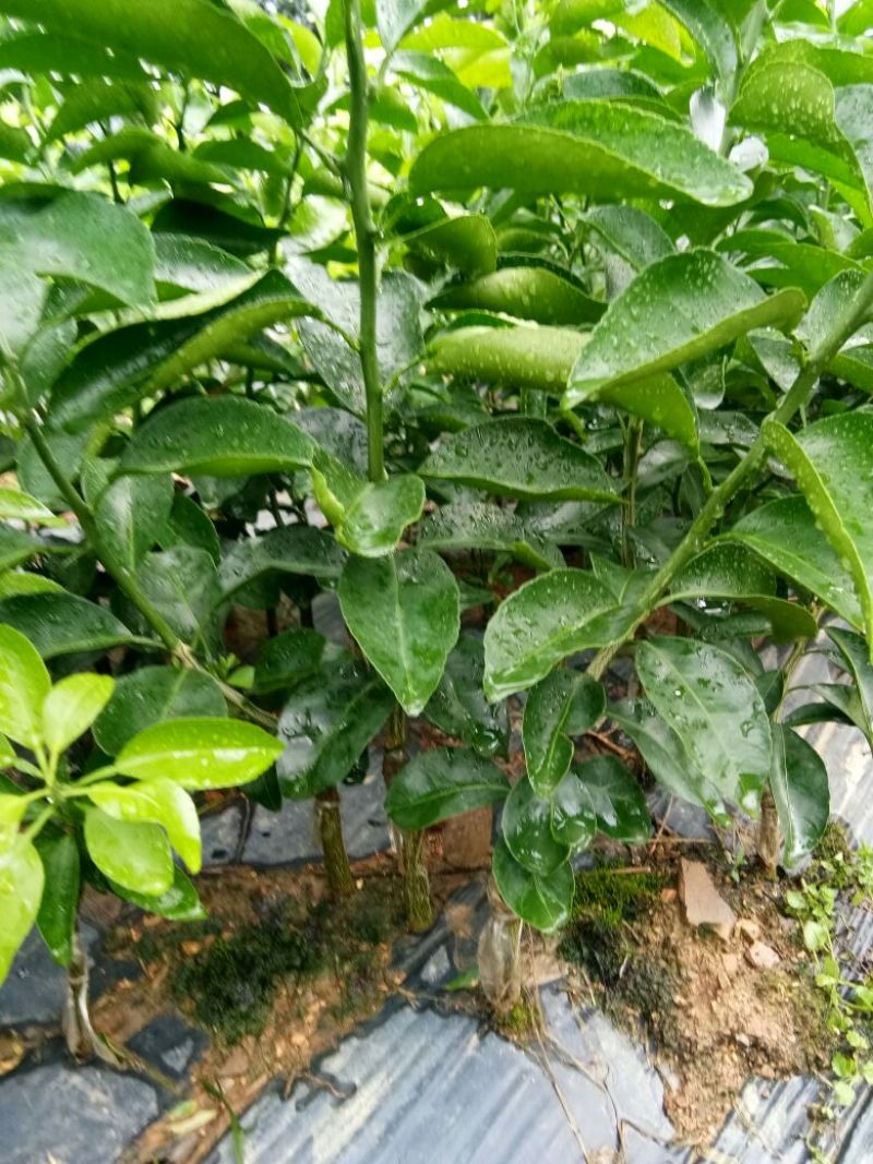 沙糖桔苗30~50cm