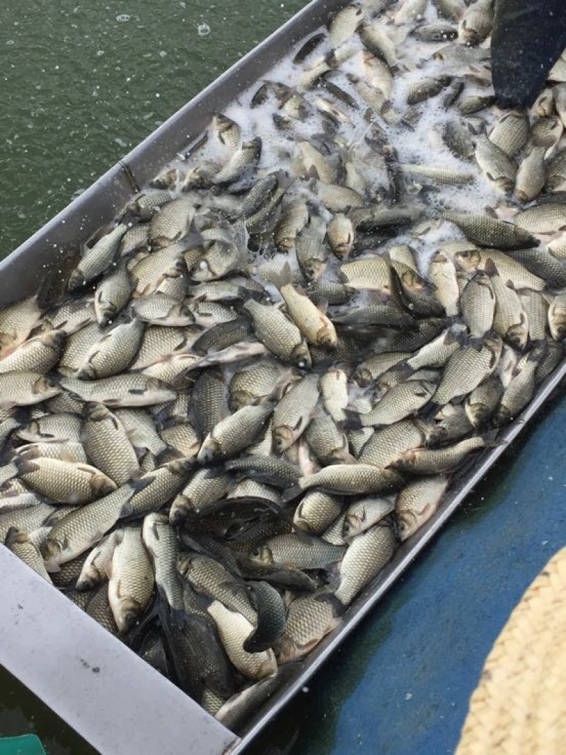 白鲫