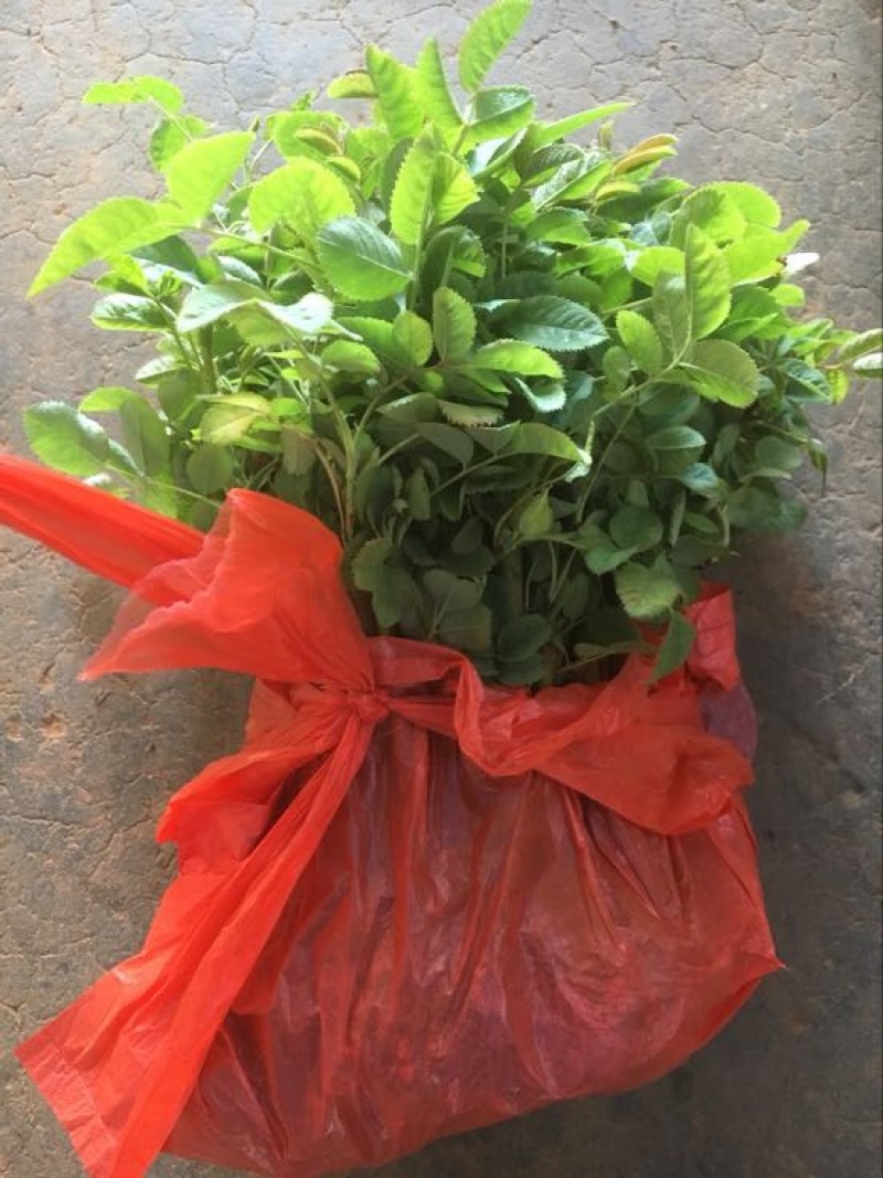 食用玫瑰苗10~20cm
