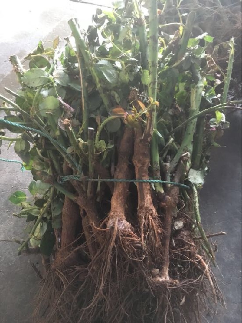 玫瑰苗30~40cm