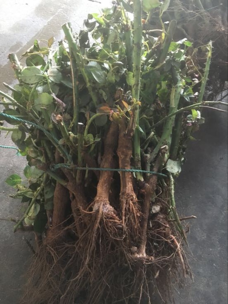 玫瑰苗30~40cm