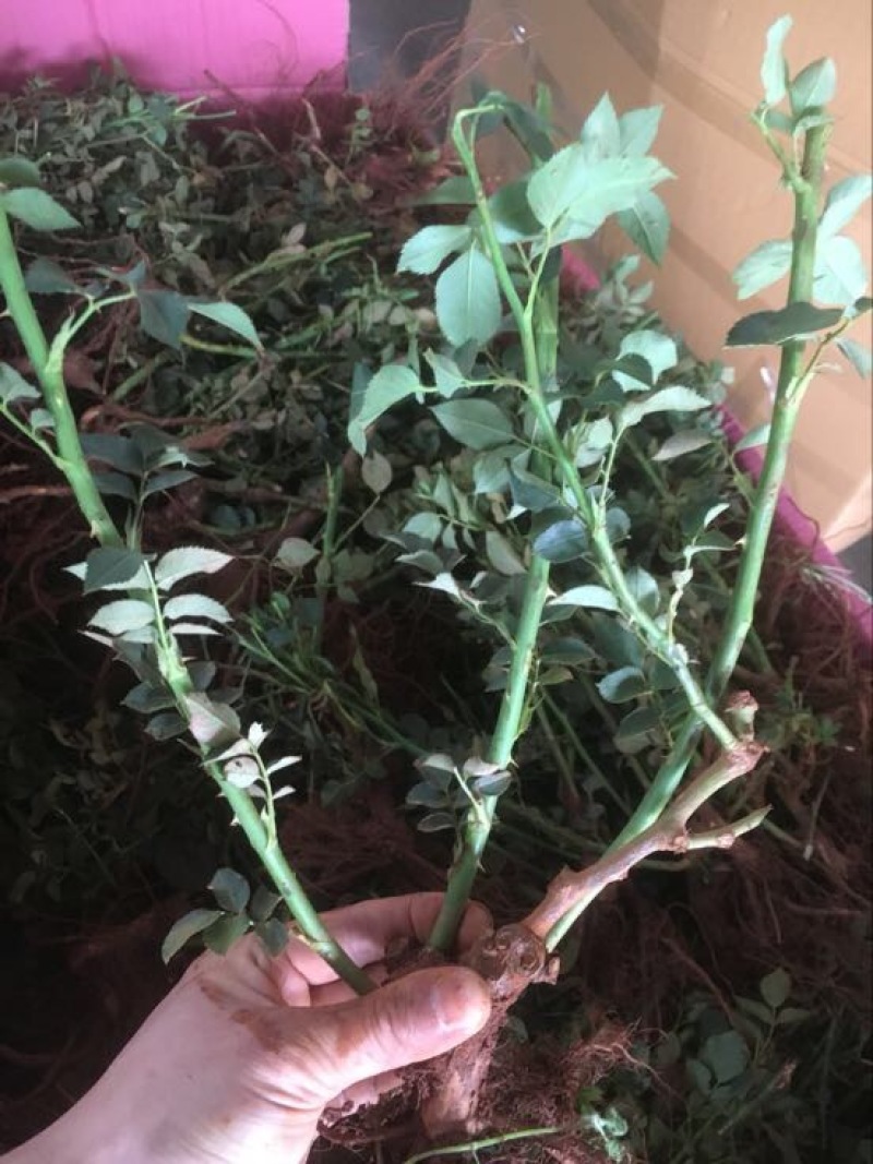 玫瑰苗30~40cm